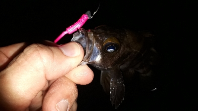 やっぱ、メバリング