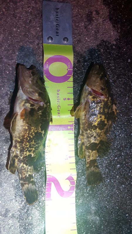 なかなかのサイズが出るようになってきました…