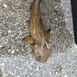 カレイが釣れない