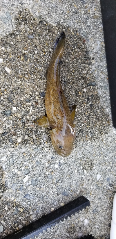 カレイが釣れない