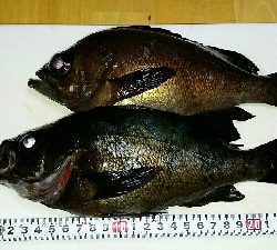 久々のメバリング