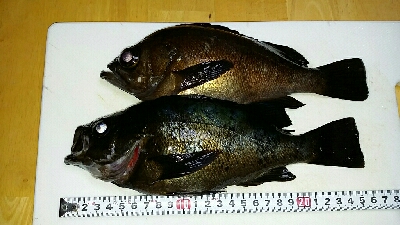 久々のメバリング