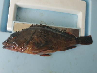 ガシラ釣り　～色々不完全燃焼で終了～