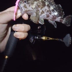 日本鋼管電気浮きからのメバリング