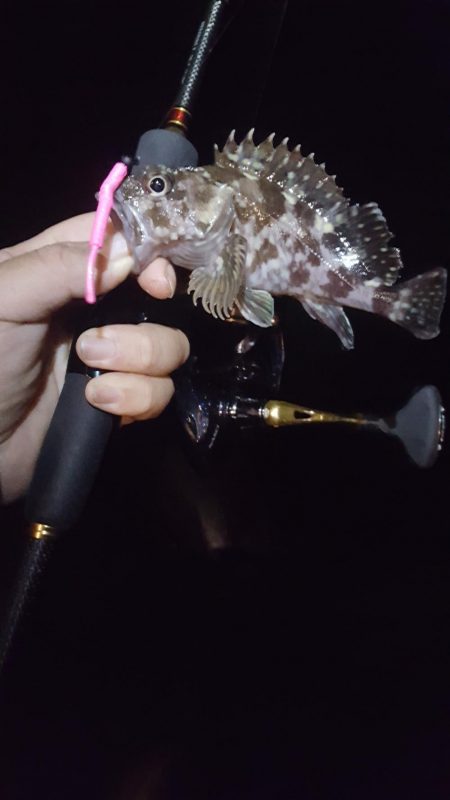 日本鋼管電気浮きからのメバリング