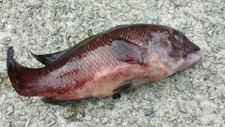 青物狙いだったはずが、、、