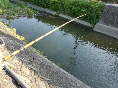 淡水小物釣り　～濁りが効いてイイ♪～