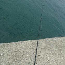 今年初キス釣り