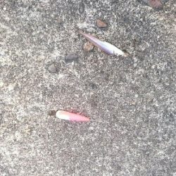 まだ少し早いかなあ