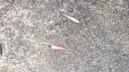 まだ少し早いかなあ