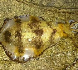 エギング釣行その13