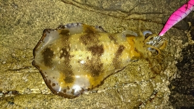 エギング釣行その13