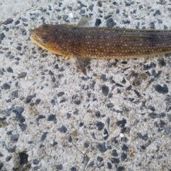 イカじゃなく、まさかの!