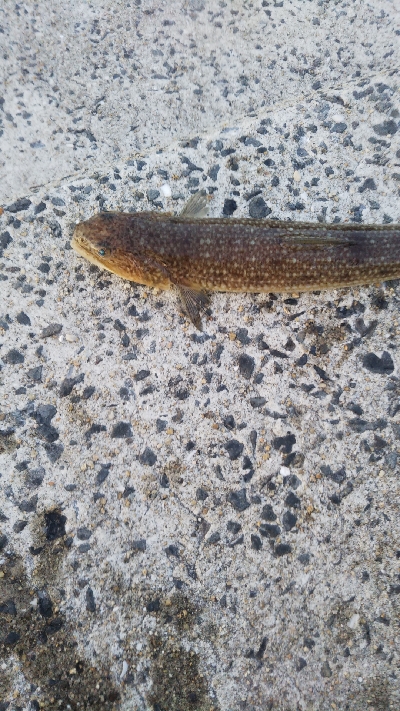 イカじゃなく、まさかの!