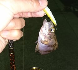 中潮、上げ潮~満潮にかけての釣行!