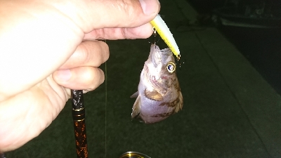 中潮、上げ潮～満潮にかけての釣行！