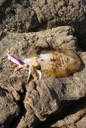 エギング釣行その14