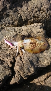 エギング釣行その14