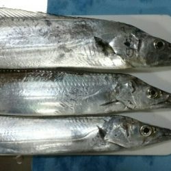 今年初の太刀魚