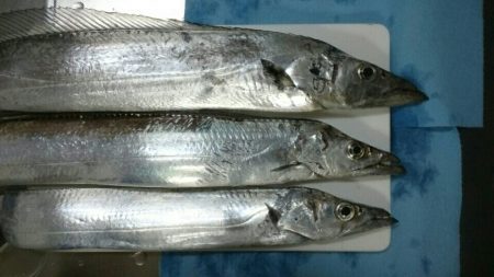 今年初の太刀魚