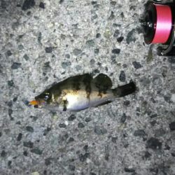 淡路島メバリング