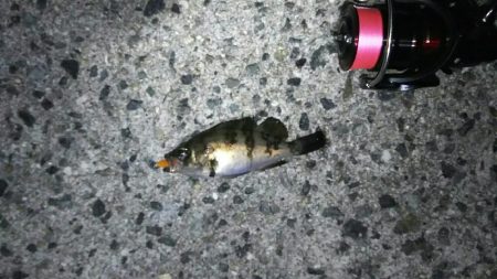 淡路島メバリング