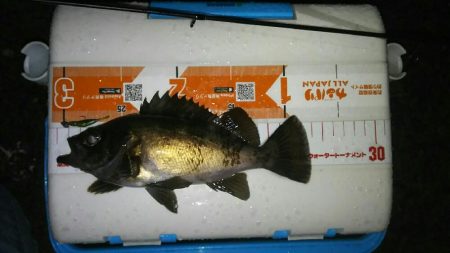 テトラでメバル釣り