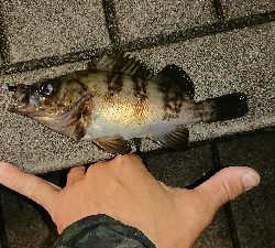 アジ探しメバリング