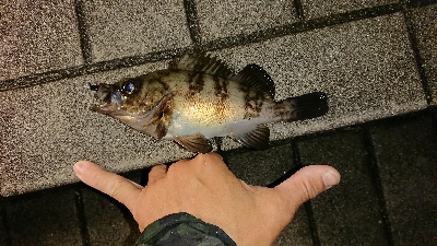 アジ探しメバリング