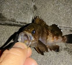 アジ探しメバリング２日目