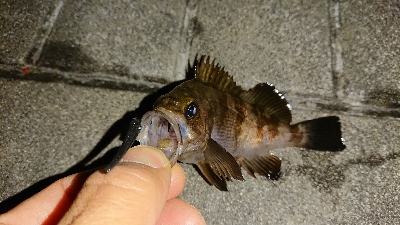 アジ探しメバリング２日目