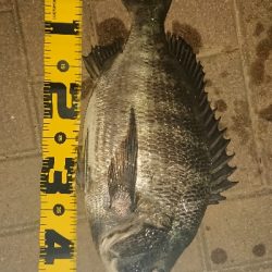 アジ探しメバリング