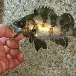 いつもの場所にアジングに行きました・・・