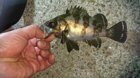 いつもの場所にアジングに行きました・・・