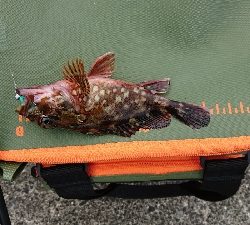 リベンジ２日目串本漁港～ランガン