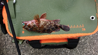 リベンジ２日目串本漁港～ランガン