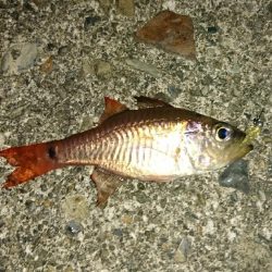 アジングリベンジ