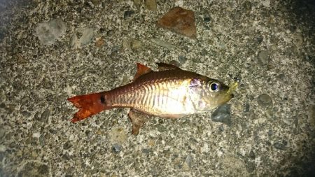 アジングリベンジ