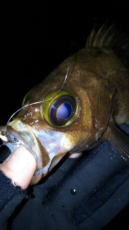 陸っぱり自己記録更新！