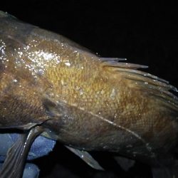 好調メバルにゲストのフッコ！