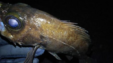 好調メバルにゲストのフッコ！