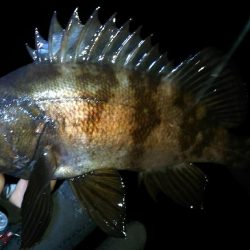 爆風メバルプラッギング！