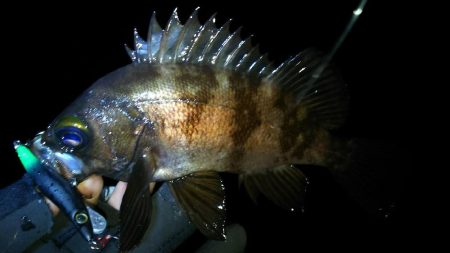 爆風メバルプラッギング！