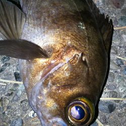 毎日メバル！でもアジもそろそろ釣りたい！