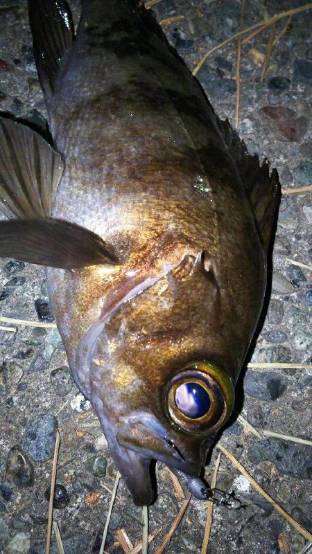 毎日メバル！でもアジもそろそろ釣りたい！