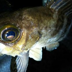 いつものメバリング