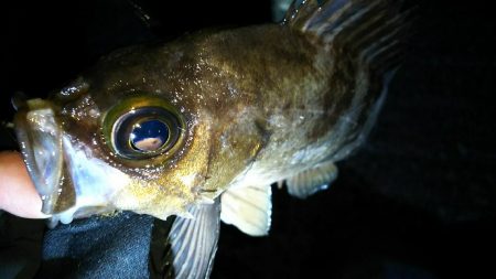 いつものメバリング