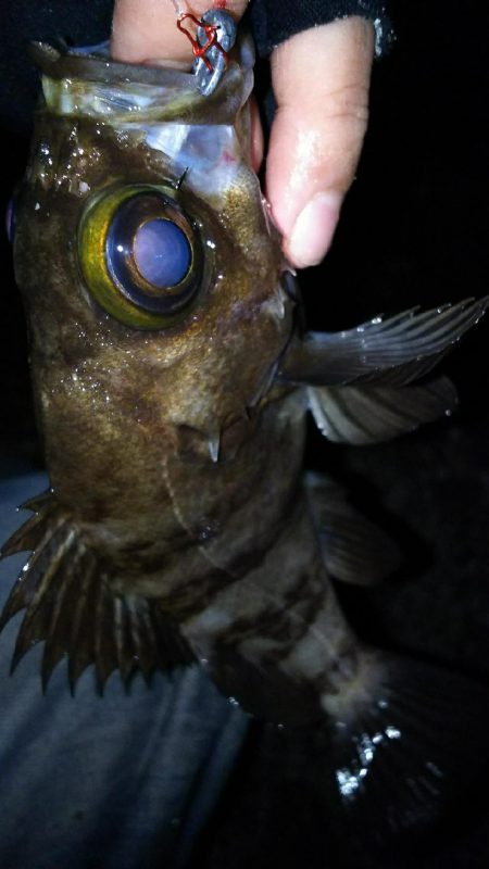 パターン変化か？