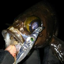 メバルプラッギング!