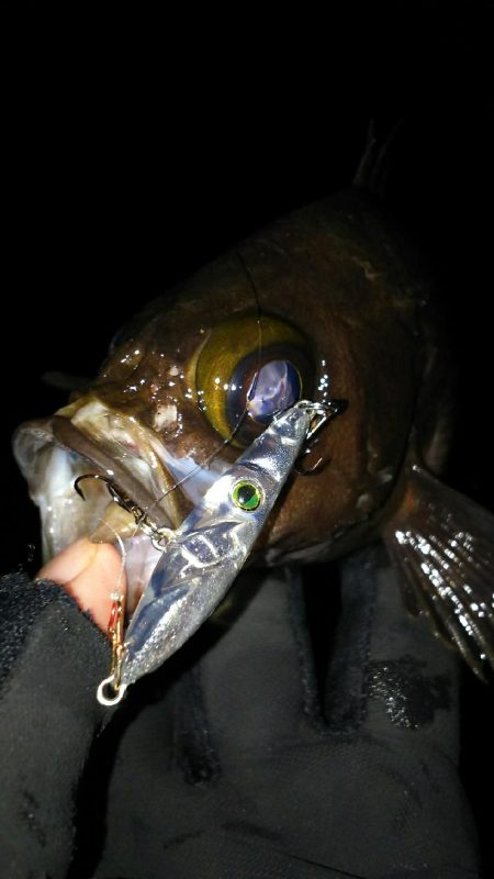 メバルプラッギング!